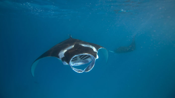Manta Rays