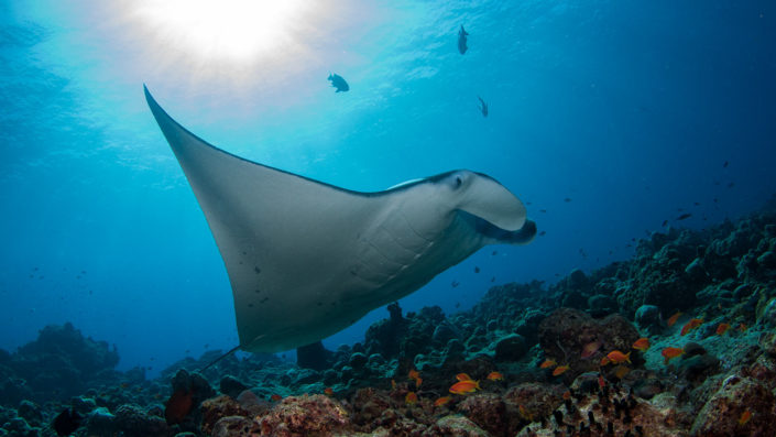 Manta Ray Scuba Diving Maldives Courses