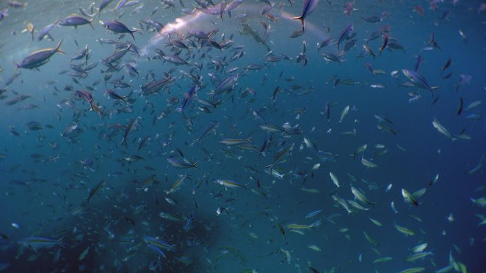 Maldives Snorkelling Marine Life