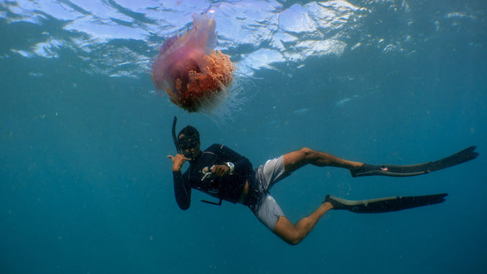 Maldives Snorkelling Marine Life