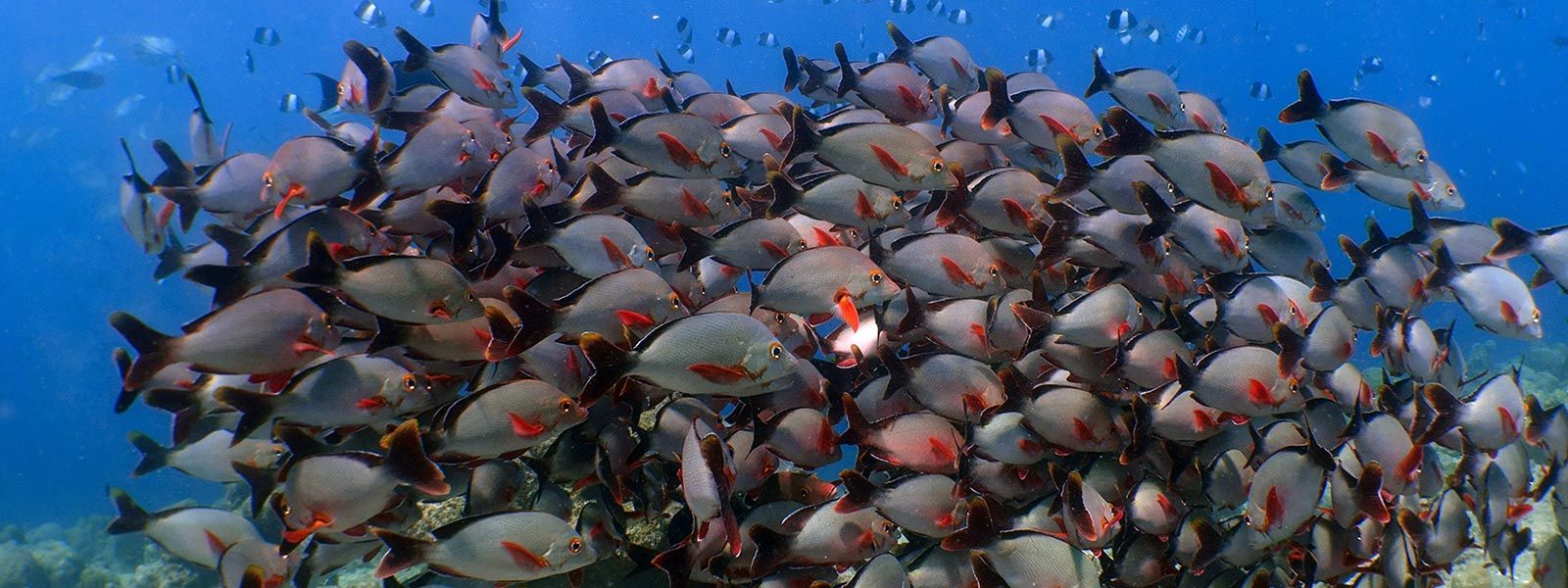 Maldives Snorkelling Marine Life