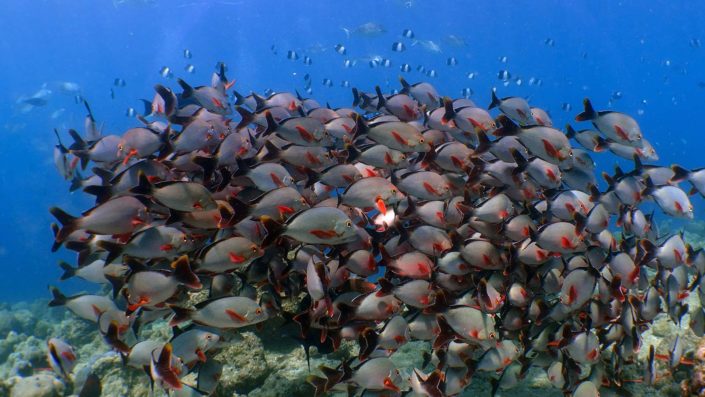 Maldives Snorkelling Marine Life