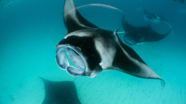 Mantas at Hanifaru Bay Hanifaru Bay Manta Snorkelling Maldives
