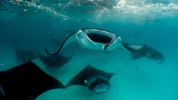 Mantas at Hanifaru Bay Hanifaru Bay Manta Snorkelling Maldives