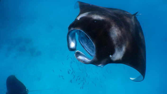 Mantas at Hanifaru Bay Hanifaru Bay Manta Snorkelling Maldives