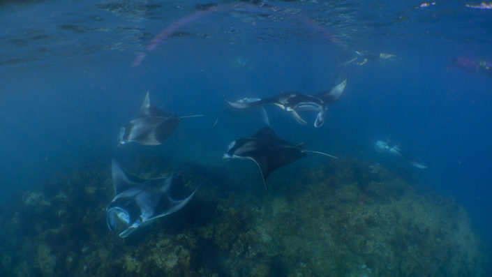 Mantas at Hanifaru Bay Hanifaru Bay Manta Snorkelling Maldives