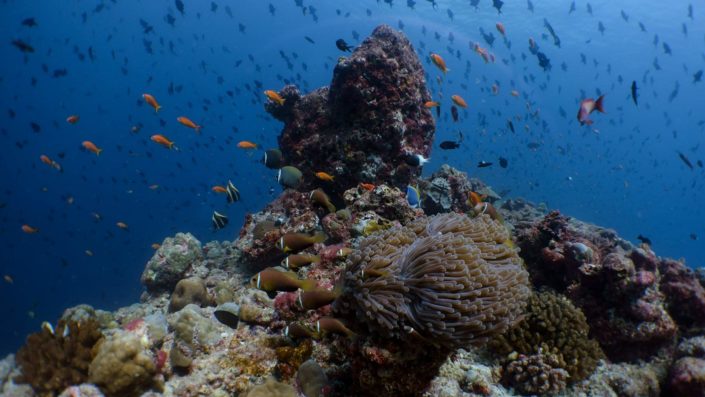 Maldives Scuba Diving Snorkelling